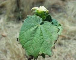 Image result for Pavonia burchellii