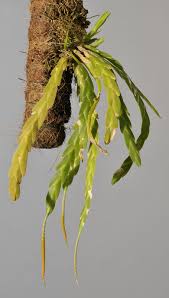 Image result for Oberonia