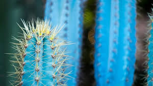 After a plant has become diseased, applying the correct type of fungicide may stop the spread of the disease or even put it into remission, but the plant will stay diseased. Blue Torch Cactus Care Guide From A To Z