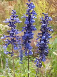 Image result for Salvia