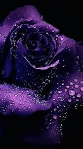 Desktopbackgrounds Org Purple Roses Wallpaper Purple Flowers Wallpaper Purple Roses