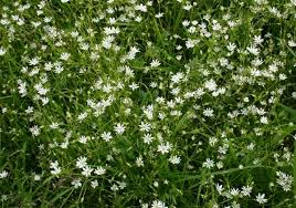 Image result for Stellaria sennii