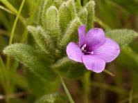 Image result for Barleria gueinzii