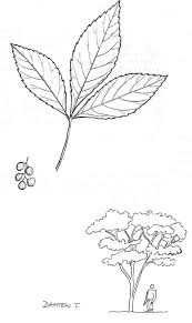 Image result for Allophylus abyssinicus