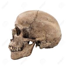 Jun 25, 2021 · late middle pleistocene harbin cranium represents a new homo species study. Reference Human Skull Side View Novocom Top