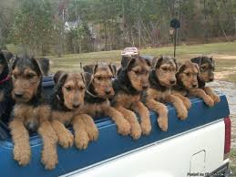 2 beautiful akc male airedale puppies available. Airedale Terrier Puppies Akc 12 Weeks Old 4 F 5 M Price 300 00 For Sale In Crane Hill Alabama Best Pets Online