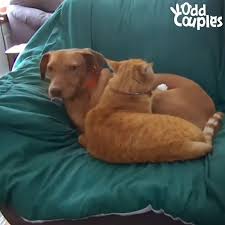 Die Susseste Freundschaft Die Jemals Auf Versteckter Kamera Gefangen Wurde Glucksmomente Auf Die Freun Mit Bildern Susseste Haustiere Lustige Tiervideos Susse Tiere