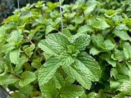 Peppermint probably emerged spontaneously towards the end of the 17th century from the cross between water mint (mentha aquatica l.) and the eurasian mint (mentha spicata l. Ixlspkyx6gx8ym