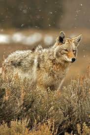 Ternpest Deactivated Via 500px Coyote By Milko Marchetti Source Ternpest Coyote Animal Animals Wild Wild Dogs