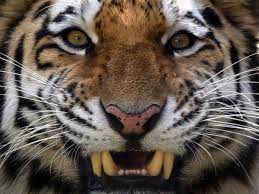 The second, the majority of it is from. Polly Clark Tiger Wenn Man Einen Tiger Bloss Sieht Literatur