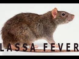 » yide sanda lassa 2020. Lassa Fever Nigerians Are Too Casual About Our Health Youtube