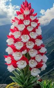 la belleza de las flores         