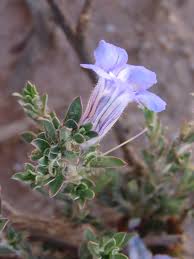 Image result for Aptosimum albomarginatum