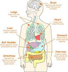 Image Result For Internal Parts Of Human Body For Standard 2 Human Body Organs Human Body Science Human Body Systems