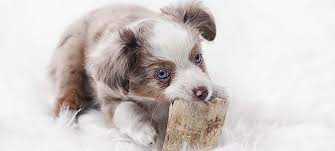 Eigenlijk kun je in ieder ras wel honden vinden die blauwe ogen hebben. De Blauwe Ogen Van De Australian Shepherd Australian Shepherd Wereld