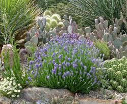 I wanted to find hummingbird flowers that were common and typically supplied by your local nursery or easy to buy from a reputable company online. Seven Tough Plants That Could Redefine A Pretty Garden In The West Colorado Public Radio