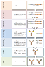 Lymphocytes are white blood cells that are also one of the body's main types of immune cells. Les Lymphocytes B Cours Pharmacie