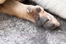 I've previously written about cat's claw as one of the best antiviral herbs to boost the immune system and fight infection. Dew Claws On Dogs Dewclaw Clipping To Keep Or Remove