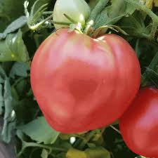 Oxheart tomato plants have been grown in this country for many years but are relatively unknown to younger gardeners. Bulk Oxheart Heirloom Tomato Seeds Everwilde Farms