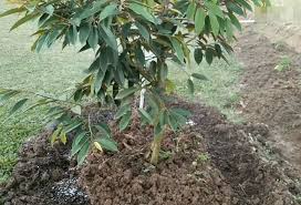 Baja lengkap ini terdiri dari 13 jenis nutrien yang di perlukan pokok durian. Sop Pembajaan Pokok Durian Berusia 1 Tahun My Info Berita