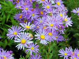 Daisy flower has a meaning of true and endless love and represents soulmates. Michaelmas Daisy Definition And Synonyms Of Michaelmas Daisy In The English Dictionary