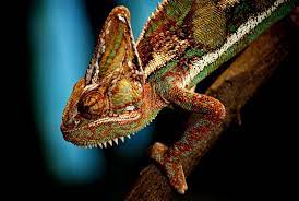The old video is going viral on social media sites like twitter and facebook. How Do Chameleons Change Colors Wired