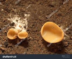 Image result for Humularia
