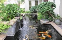 Terdapat beberapa langkah sederhana merawat kolam ikan agar airnya tetap jernih dan bersih. Kualitas Air Pada Kolam Ikan Koi Supaya Ikan Sehat Mancingikan Net 2021 Mancingikan Net 2021