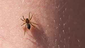 Spider Bite Pictures: How to Identify a Spider Bite - GoodRx