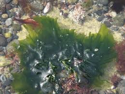 Image result for Ulva rigida