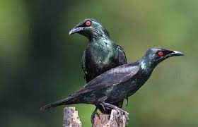 Harga Burung Cucak Keling Terbaru Burung Gambar Burung Burung Liar