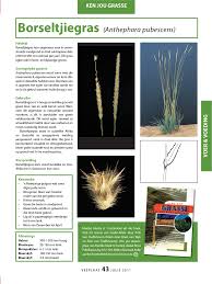 Image result for Anthephora pubescens