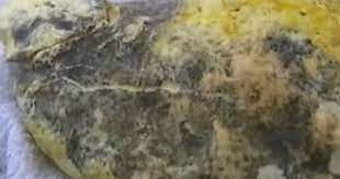 Oggi parliamo di un altro elemento sintetico, l'ambroxan comune in molti profumi, che richiama uno dei materiali più rari e pregiati reperibili in natura, l'ambra grigia. L Incredibile Pesca Milionaria Del Vomito Di Balena Supereva