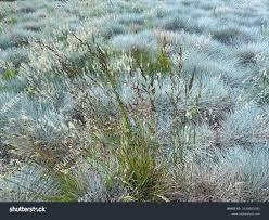 Image result for Eragrostis minor