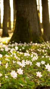 Spring is calling, and it's time to answer the call with a new wallpaper. Spring Flowers Wallpaper For Iphone 2021 3d Iphone Wallpaper