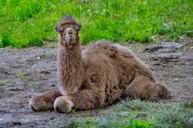 The main factor when determining how many languages a child can learn at once is the languages the therefore by adding too many languages at once, you risk not having enough exposure to each of them. Camel Zooborns
