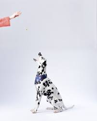 Olx provides the best free online classified advertising in india. Markim Pet Resort