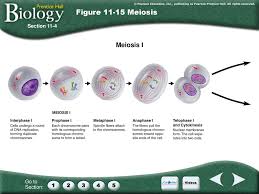 Name class date 11.4 meiosis lesson objectives contrast the publicize. 11 1 The Work Of Gregor Mendel Ppt Download