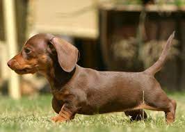 This breed originated from germany, their lineage can be traced as far back as 600 years ago and has been a national symbol in germany for a very long time. Miniature Dachshund Facts Info Temperament Puppies Pictures