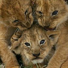 These Fools Are Always F N Wit Me I Got Lil Brother Syndrome Animals Beautiful Animals Animals Wild