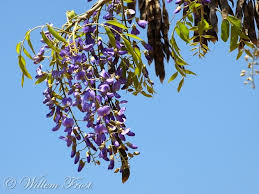 Image result for Bolusanthus