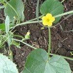 Image result for Cucumis engleri