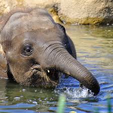 Baby Elephant 'Taking Swim Lessons' at Oregon Zoo Is Stealing Hearts Everywhere - PetHelpful