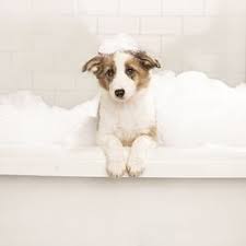 Maybe you would like to learn more about one of these? Pet Stores In Nashua Yelp