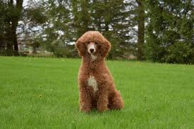 We have opened the following notification lists for puppies. Crosshill Doodles
