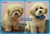 Maltipoo Before And After Grooming