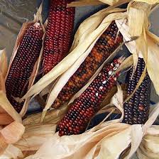 Gambar mewarnai jagung terbaru gambarcoloring. Cantik Jagung Warna Warni Sayang Nak Makan Blog Sihatimerahjambu