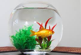 Ikan lele adalah ikan yang pastinya tidak lagi asing di telinga kita. Akuarium Georgia Sebuah Akuarium Marin Yang Paling Besar Di Dunia Iluminasi