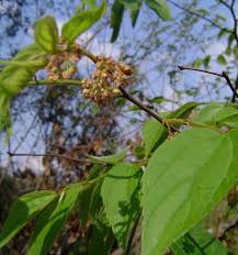 Image result for Celtis africana