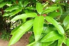 Image result for is mango an evergreen tree